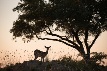A horizontal, back lit colour image of a lone impala doe, Aepyceros melampus, silhouetted against a pale orange sky at Djuma private game reserve, South Africa.