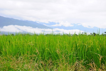 Fototapeta na wymiar Beautiful landscape of mountains and rice field in Hualien, Taiwan