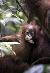 Baby Sumatran orangutan (Pongo abelii) with mother in jungle at Gunung Leuser National Park © Longjourneys