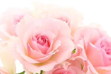 Poster de jardin Roses Fond rose