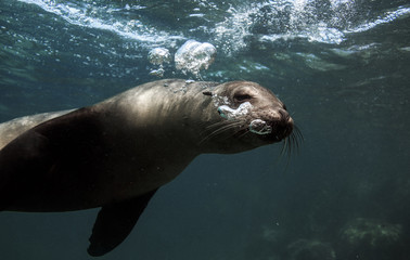 Obraz premium Galapagos sea lion blowing bubbles underwater