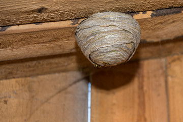 Wasps at their wasp nest
