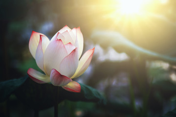 beauty lotus blooming in pond with sunrise