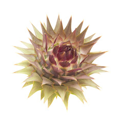 Flora of Gran Canaria - globe artichoke