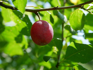 Polonne / Ukraine - July 31 2018: fruit on a tree branch on a sunny summer day