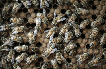 Honey bees busy on hive