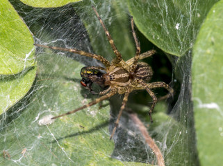 Tegenaria domestica; barn funnel weaver