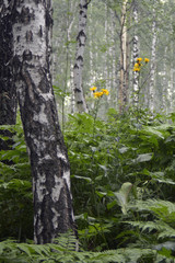 siberia forest