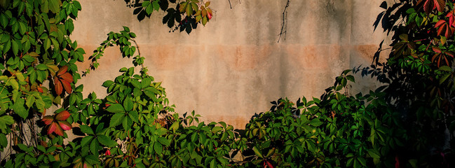 concrete wall covered with branches of wild grapes. Web banner.