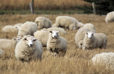 Naklejka premium Sheep with full fleece of wool ready for summer shearing, New Zealand