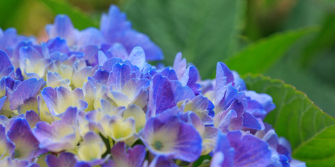 Blue Hydrangea background. Macro photo.