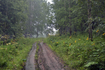 siberia forest