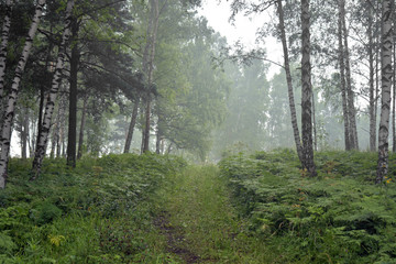 Fototapeta na wymiar siberia forest