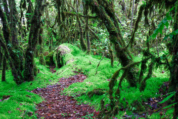 Angka wooded , deep wild nature in Inthanon international park in Chiang mai, Thailand