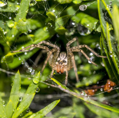 Tegenaria domestica; barn funnel weaver