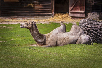 Fototapeta premium Camel Rest in the Shadow
