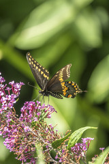 Papilio polyxenes, eastern black swallowtail