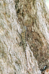 Mimetic animal in its natural habitat. Common garden lizard (Calotes versicolor) sitting on a tree...