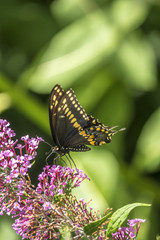 Fototapeta na wymiar Papilio polyxenes, eastern black swallowtail