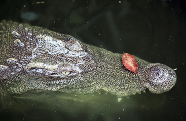 Siamese crocodile (Crocodylus siamensis) lurking in swamp