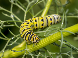 Monarchn Caterpillar, larval, Lepidoptera