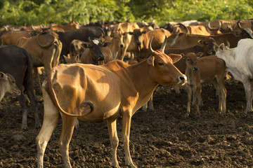 Group of cow in cowshed with beautiful sunset scene. Cows in the farm at country Thailand