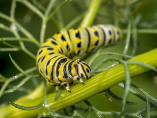 Monarchn Caterpillar, larval, Lepidoptera