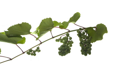 grapes isolated on white background