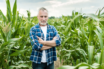 Senior farmer standing in a corn field