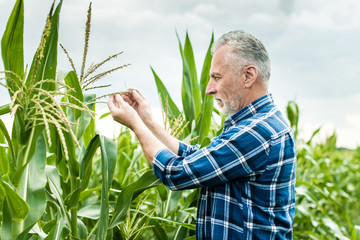 Farmer inspecting corn field summer sunny day - obrazy, fototapety, plakaty
