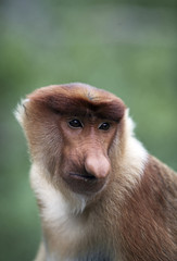 Naklejka premium Male proboscis monkey in mangrove forest, Borneo, Malaysia