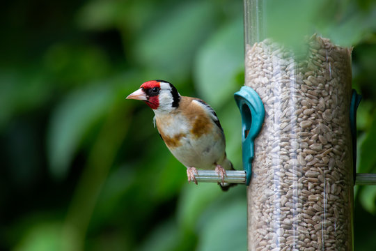 Close up of a Goldfinch sitting on a garden bird feeder in Bath, England.