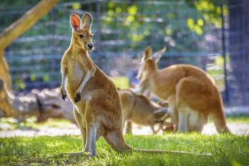 kangaroo Standing in the wild life