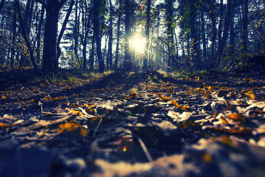 sun ryas in the evening forest 