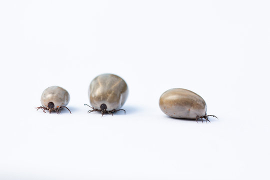 Gesundheitsgefahr! Drei vollgesogene Zecken