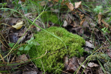 moss