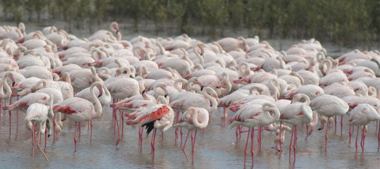 Naklejka na ściany i meble Flock of Greater flamingos