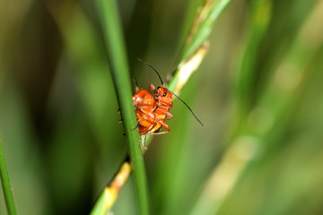 Insekty © Agata