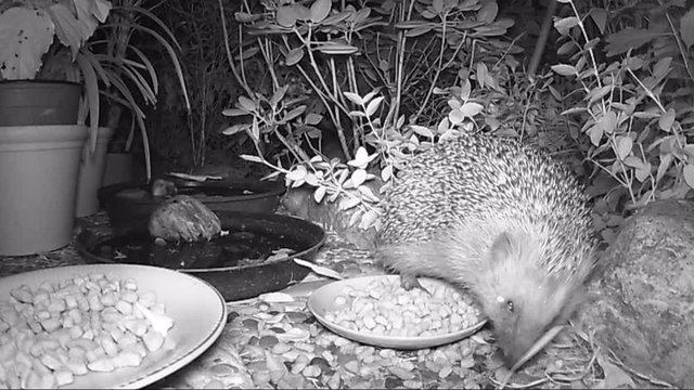 European hedgehog feeding cat food in garden during night time.