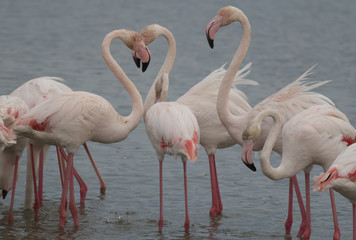 Greater flamingo 