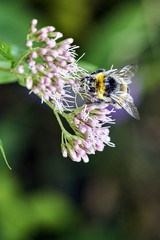 a bee collects nectar from a flower