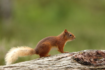 Naklejka na ściany i meble Red Squirrel Scotland
