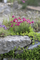 Strand-Grasnelke (Armeria maritima) im Steingarten