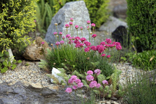 Strand-Grasnelke (Armeria maritima) im Steingarten