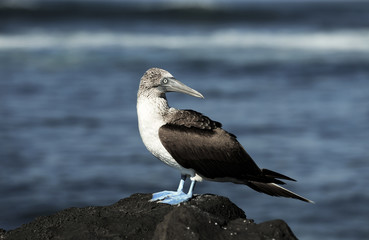 Blue footed booby (Sula nebouxii) standing on volcanic rock, Galapagos Islands