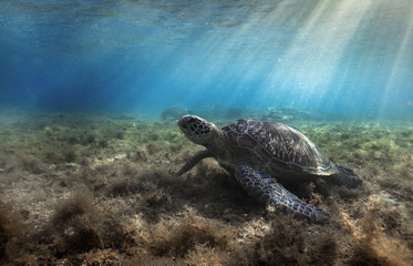Obraz premium Green sea turtle (Chelonia mydas) resting in sea grass at Apo island, Philippines