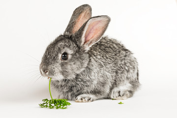 Grey little rabbit bites a carrot on a white background