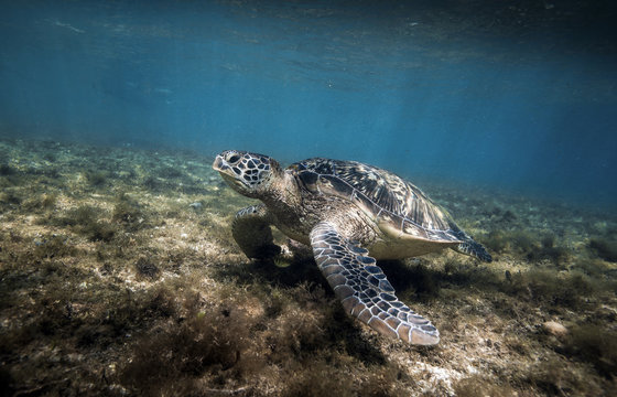 Green sea turtle (Chelonia mydas) resting in sea grass at Apo island, Philippines