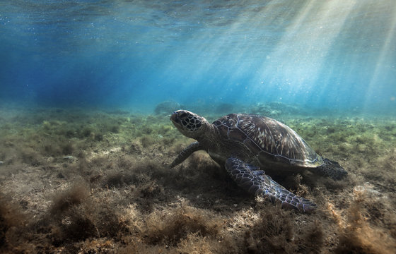 Green sea turtle (Chelonia mydas) resting in sea grass at Apo island, Philippines