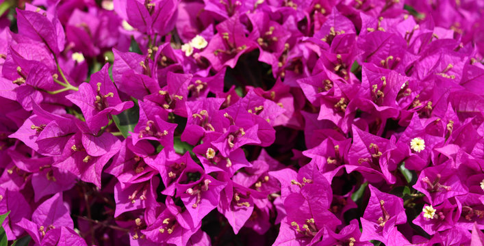Bougainvillier gros plan rose violet fleur